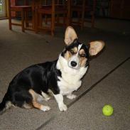 Welsh corgi cardigan A&H Faarup Wimmer