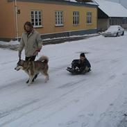 Alaskan malamute denali sunrise kald: desi