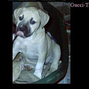 Amerikansk staffordshire terrier Gucci