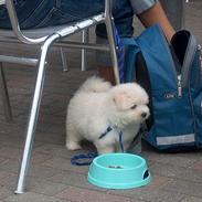 Coton de tulear coci  (rip)