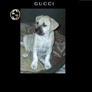 Amerikansk staffordshire terrier Gucci