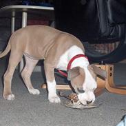 Amerikansk staffordshire terrier o0$chevy$0o hey hey alle 