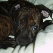 Staffordshire bull terrier Tillack