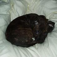 Staffordshire bull terrier Tillack