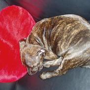 Staffordshire bull terrier Tillack