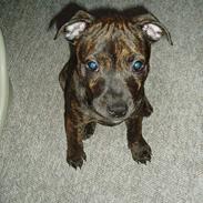Staffordshire bull terrier Tillack