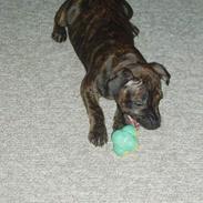 Staffordshire bull terrier Tillack