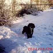 Tibetansk terrier Perle