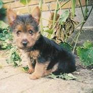 Australsk terrier Sisse