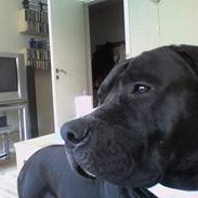 Amerikansk staffordshire terrier Kato