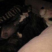 Amerikansk staffordshire terrier Kato