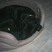 Amerikansk staffordshire terrier Kato