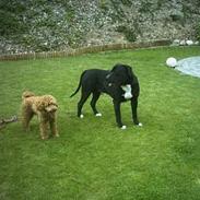 Amerikansk staffordshire terrier Kato