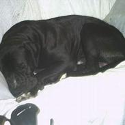 Amerikansk staffordshire terrier Kato