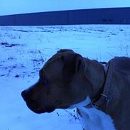 Amerikansk staffordshire terrier lissa tipit z hanky