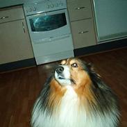 Shetland sheepdog Rollif`f Boy