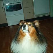 Shetland sheepdog Rollif`f Boy