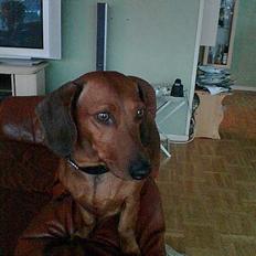 Gravhund kaktus
