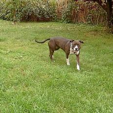 Amerikansk staffordshire terrier Boogie-Woogie
