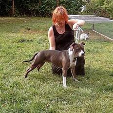 Amerikansk staffordshire terrier Boogie-Woogie