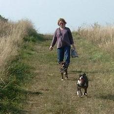 Amerikansk staffordshire terrier Boogie-Woogie