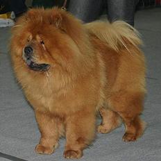 Chow chow Trever of The Chinas Joy