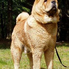 Chow chow Bidachow's A-Smooth Aslan