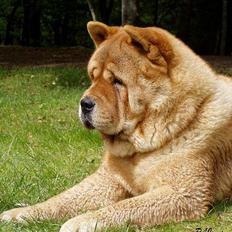 Chow chow Bidachow's A-Smooth Aslan