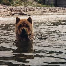 Chow chow Bidachow's A-Smooth Aslan