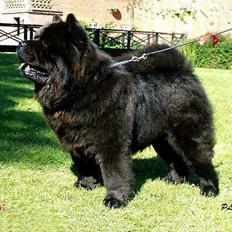Chow chow Shi'tou Cassiterit