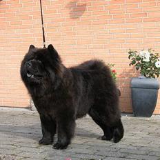 Chow chow Shi'tou Cassiterit