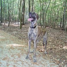 Grand danois Redcorner Aida ( Bella )