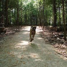 Grand danois Redcorner Aida ( Bella )