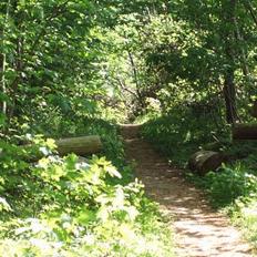 Grand danois Redcorner Aida ( Bella )