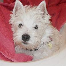 West highland white terrier Breezer