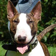 Bullterrier  Nemo  c",)