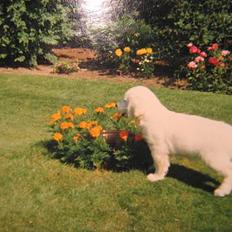 Golden retriever Buster (Død)