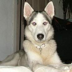 Siberian husky Silver Trinity