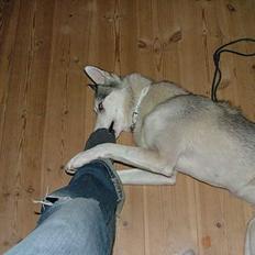 Siberian husky Silver Trinity