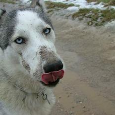 Siberian husky Silver Trinity