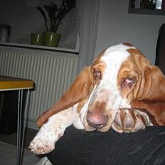 Basset hound Boris Flummer