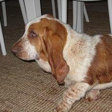 Basset hound Boris Flummer