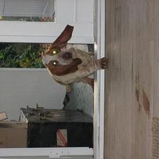 Basset hound Boris Flummer