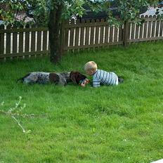 Korthåret hønsehund Zif