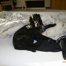 Cocker spaniel Bølle, lille mand