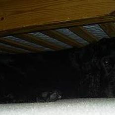 Cocker spaniel Bølle, lille mand