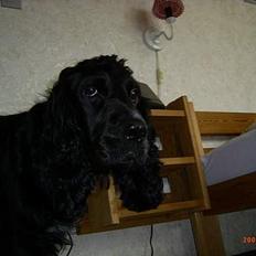 Cocker spaniel Bølle, lille mand