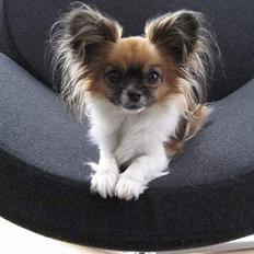 Chihuahua (¯`´·.¸ Breezer ¸.·´´¯)