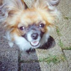 Chihuahua (¯`´·.¸ Breezer ¸.·´´¯)