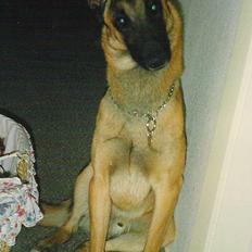 Malinois Jeroen Isell R.I.P